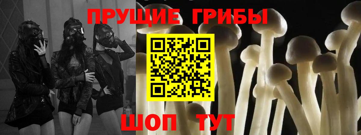 Избербаш  Галлюциногенные грибы Cubensis  Вход с VPN 